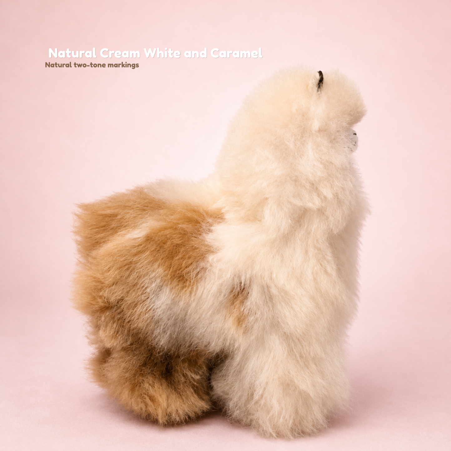 Large Cream White and caramel baby alpaca llama with soft uniform colouring β Andes Signature