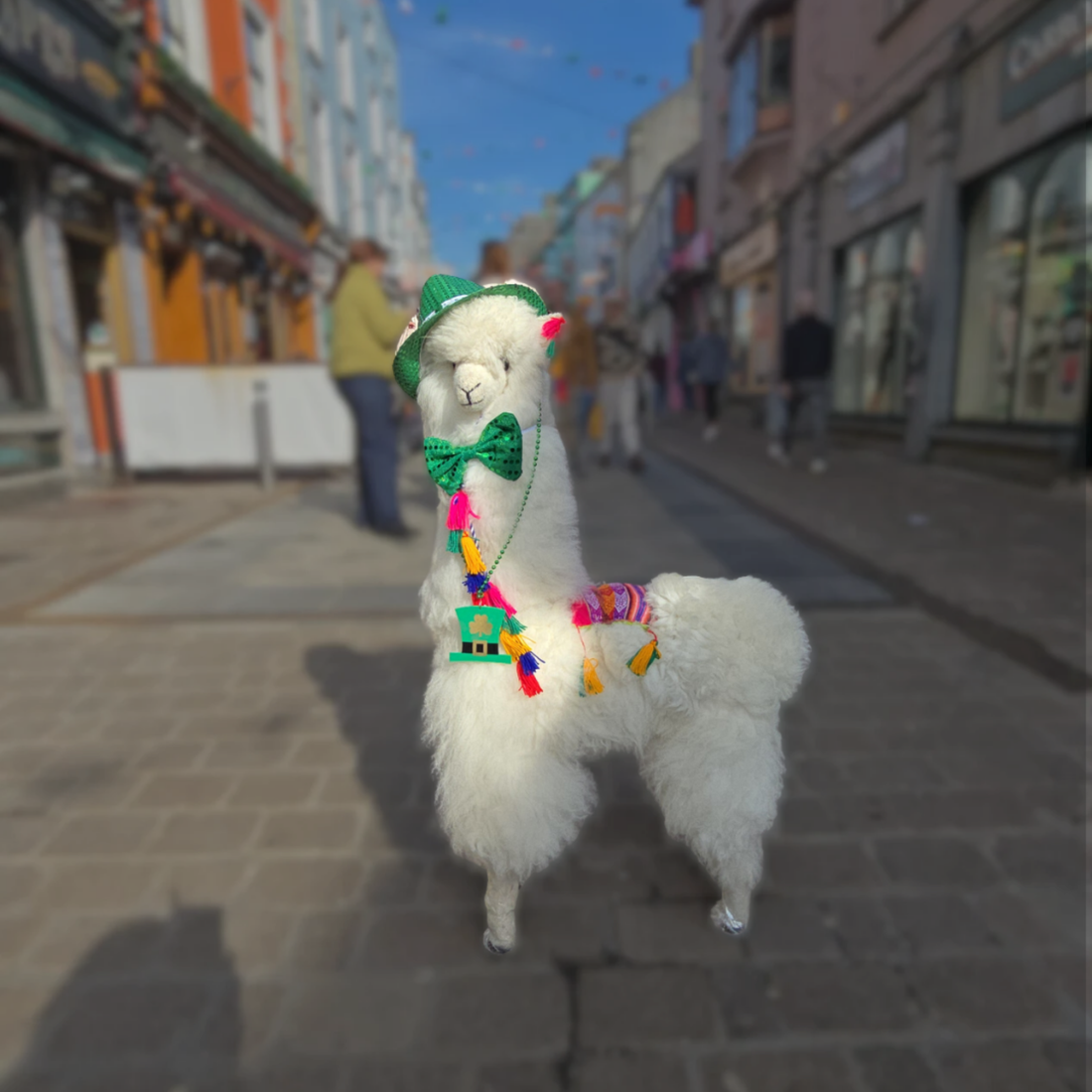 Meet Patrick the Llama: A Peruvian Story in Galway for St Patrick’s Day ☘️🦙