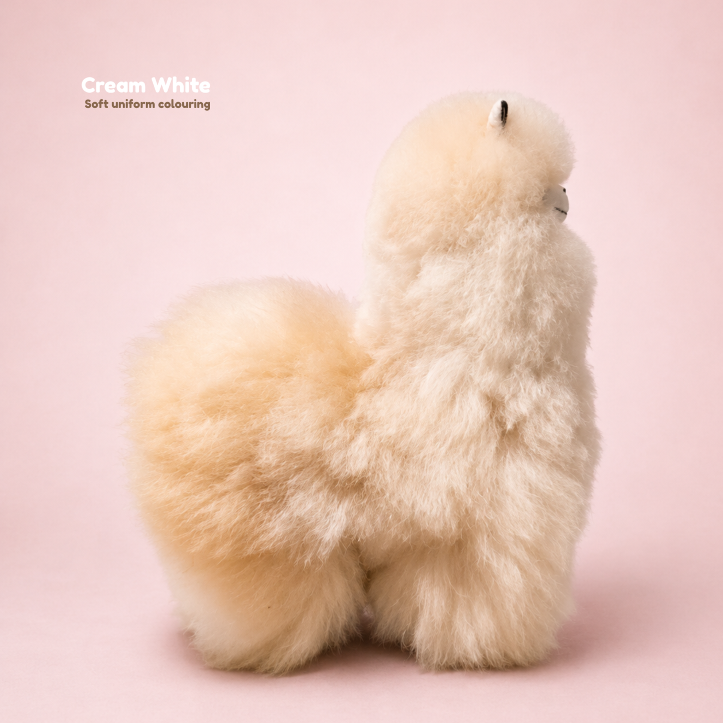 Large Cream White baby alpaca llama with soft uniform colouring – Andes Signature